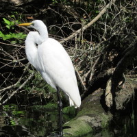 A Great Egret is a common visitor.