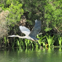 Seeing a Great Blue Heron take flight makes your day special.