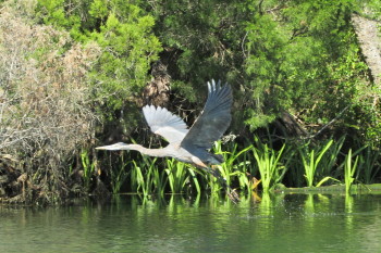 Great Blue Heron in Gulf Trace pond takes flight.